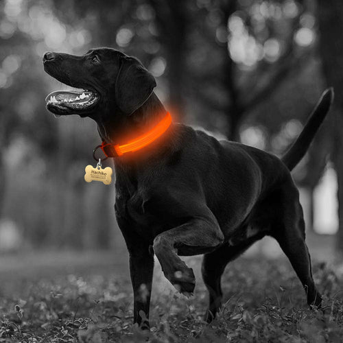 Dogs